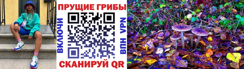 Галлюциногенные грибы Psilocybine cubensis  Дзержинский 