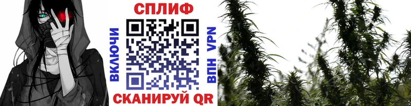 цена   Дзержинский  Конопля семена 